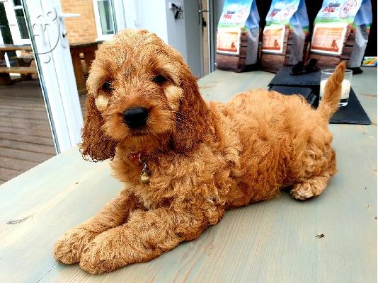 Cockapoo κουτάβια F1b