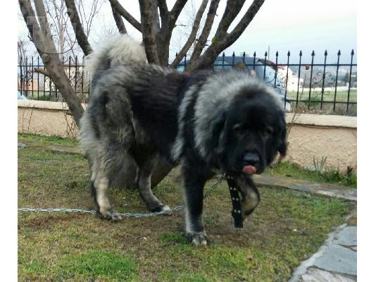 κουταβια