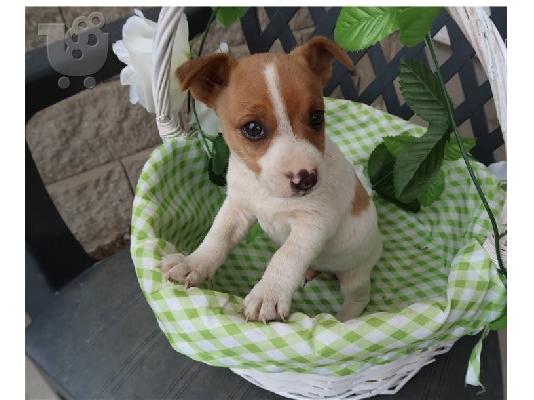 PoulaTo: Jack russell κουτάβια