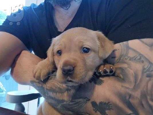 PoulaTo: Labrador Puppies