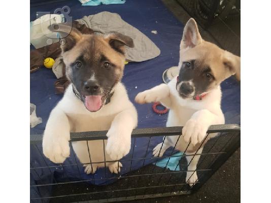 PoulaTo: lovely akita puppies for sale