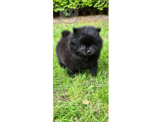 PoulaTo: Κουτάβια Pomeranian