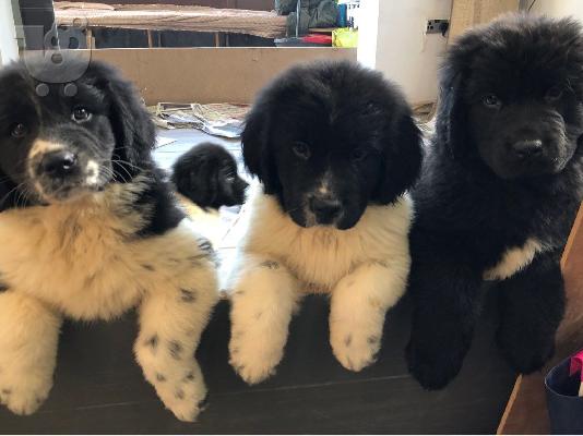 Αξιολάτρευτα κουτάβια Newfoundland
