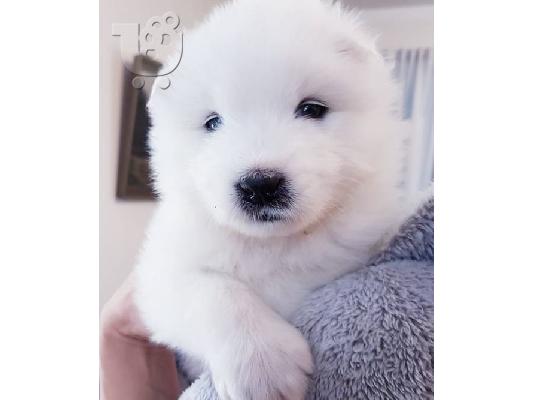 PoulaTo: Samoyed κουτάβια διαθέσιμα!