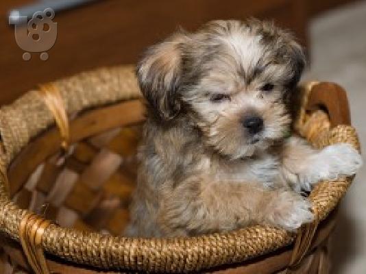 PoulaTo: αρσενικά και θηλυκά shih tzu κουτάβια.