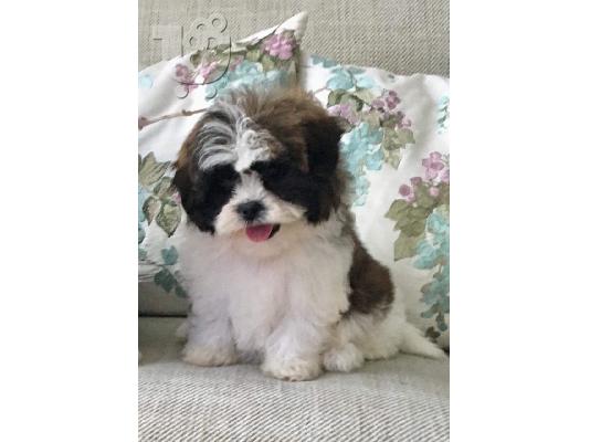 Όμορφα αυτοκρατορικά μωρά Shih Tzu