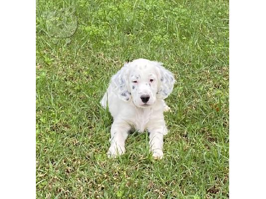 Αγγλικά Σέτερ (English Setter)