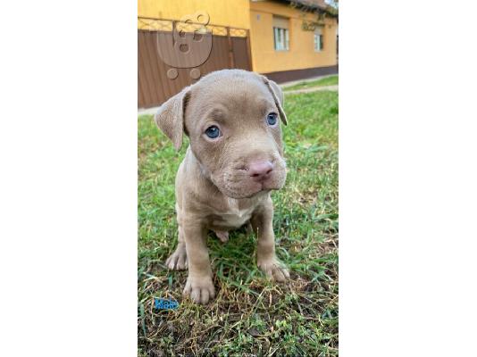 PoulaTo: Pitbull Blueline Lilac κουτάβια