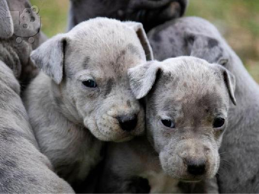 PitBull Terrier κουτάβια