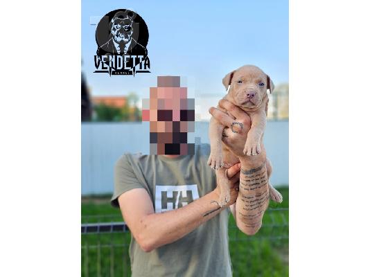 Αμερικανικό Πιτ Μπουλ Τεριέ κουτάβια