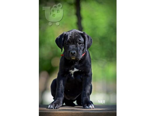 Cane Corso κουτάβια