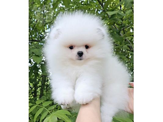 Pomeranian Spitz κουτάβια