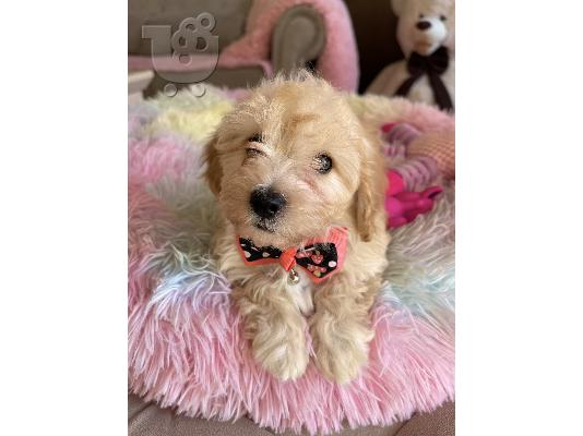 Maltipoo κουτάβια