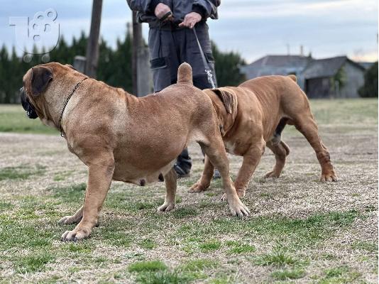 Νοτιοαφρικανικό Mastiff - Boerboel κουτάβια