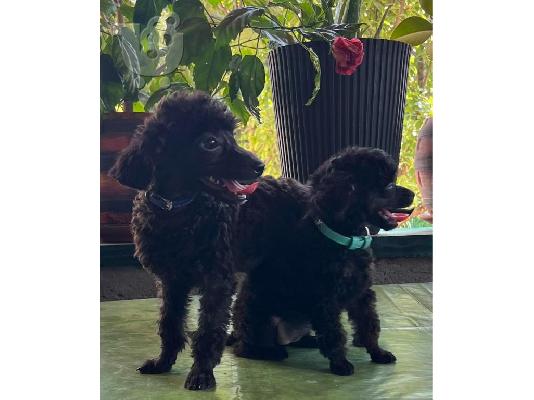 Μικροσκοπικά κουτάβια Poodle