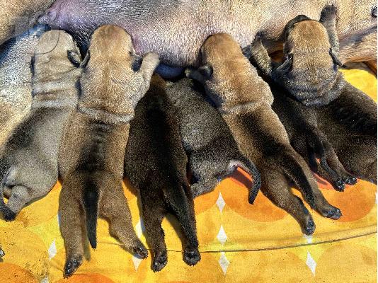 Νοτιοαφρικανικός Μαστίφ – Κουτάβια Boerboel