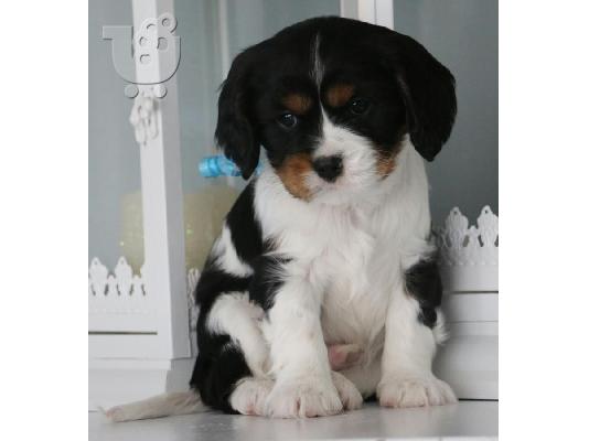 PoulaTo: ΦΑΝΤΑΣΤΙΚΟ Cavalier King Charles ΠΑΝΩ ΤΩΡΑ ΕΔΩ