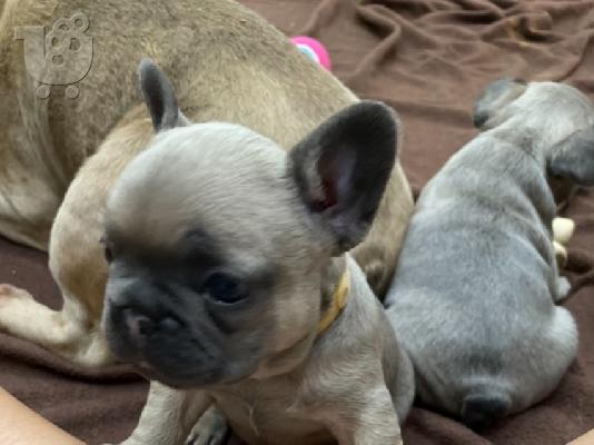 PoulaTo: Κουτάβια AKC FrenchBulldog+34634098453