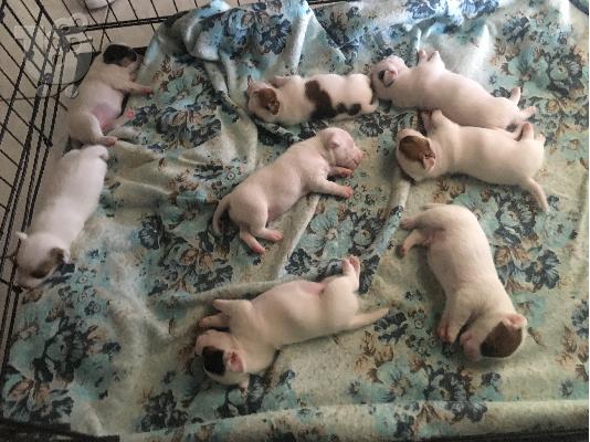 Jack Russell mini
