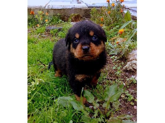PoulaTo: Διαθεσιμα κουταβια rottweiler