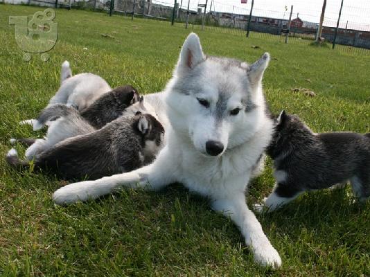 Χαριτωμένα κουτάβια Husky διαθέσιμα τώρα