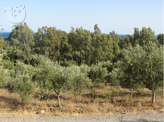 Ευκαιρια!!!!!!!!!!! οικοπεδο 4000 τμ 100 μετρα απο την ακτη στο βαθυ λακωνιας...