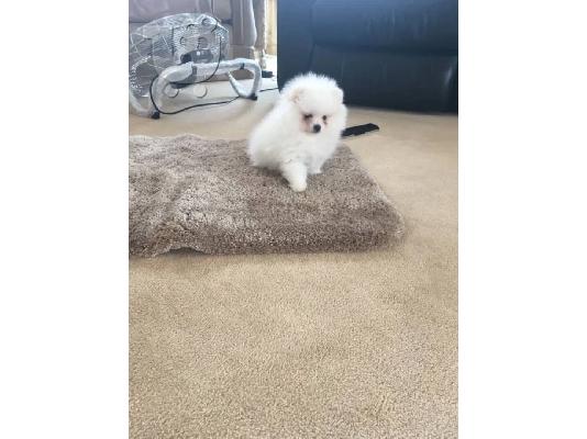 Ο Pomeranian ψάχνει για ένα νέο σπίτι