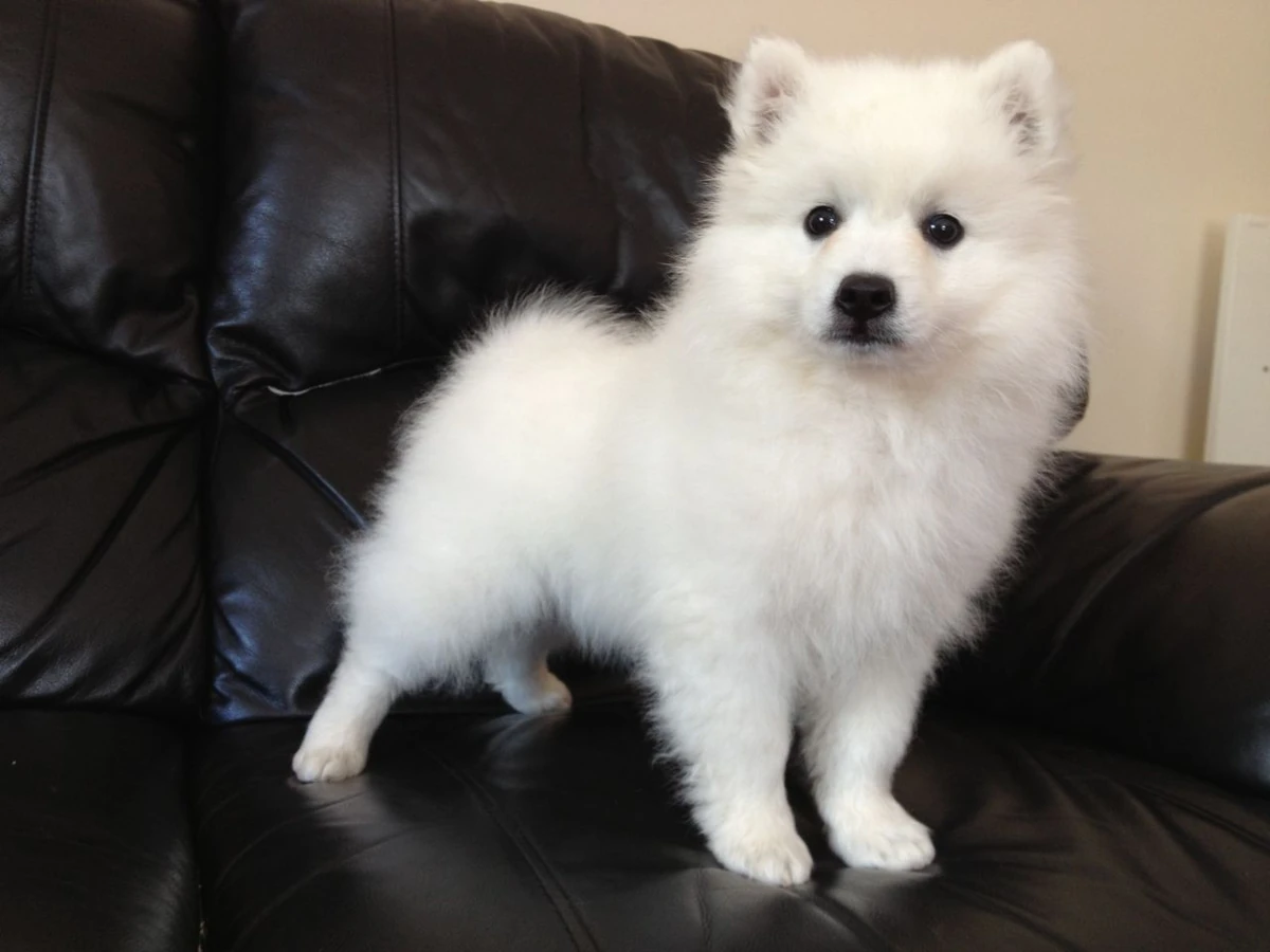 PoulaTo: Spitz mini