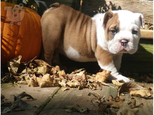 PoulaTo: Καταπληκτικό αρσενικό και θηλυκό ENGLISH Bulldog
