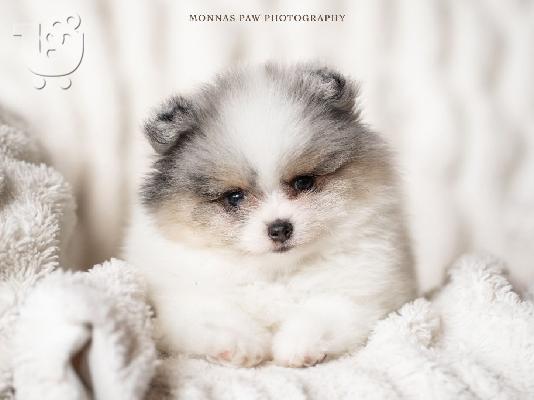 Υψηλής ποιότητας κουτάβια Pomeranian