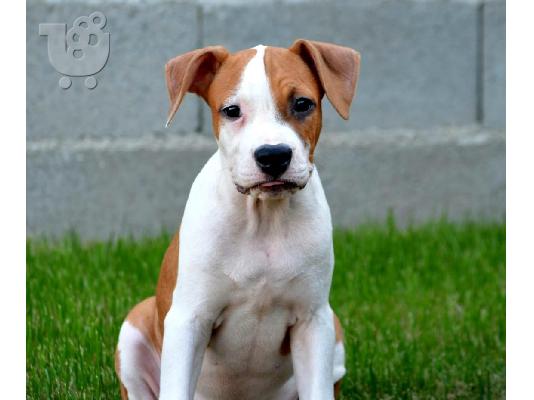Αμερικανικό Stafford Terrier ΚΟΡΥΦΑΙΑ ΠΟΙΟΤΗΤΑ