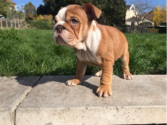 Αγγλικά μπουλντόγκ για Rehoming