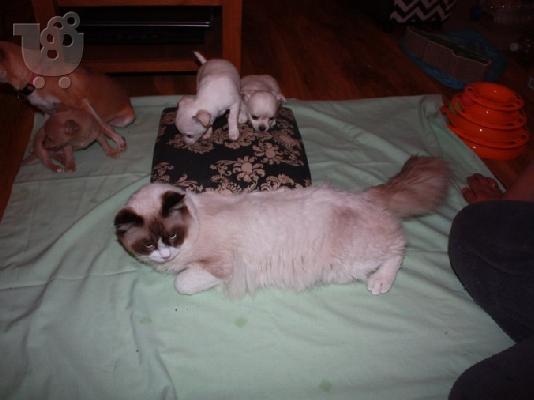 PoulaTo: Lovely Chihuahua Puppies for Sale,