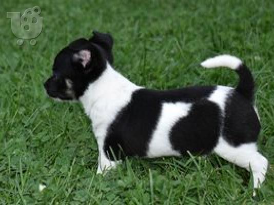 PoulaTo: Καταπληκτικό chihuahua