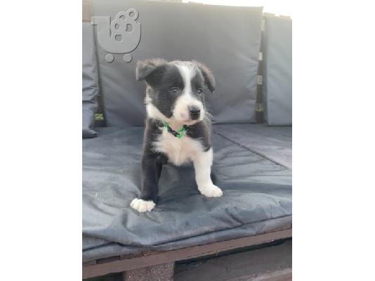 Πωλούνται κουτάβια Border Collie