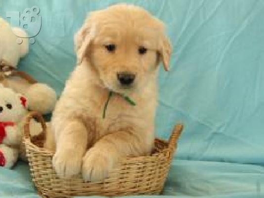 PoulaTo: X μάζα τεριέ Golden Retriever