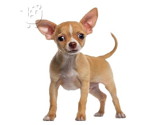 PoulaTo: Chihuahua mini