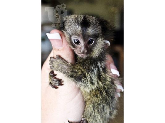PoulaTo: capuchin, marmoset, squirrel and spider monkeys