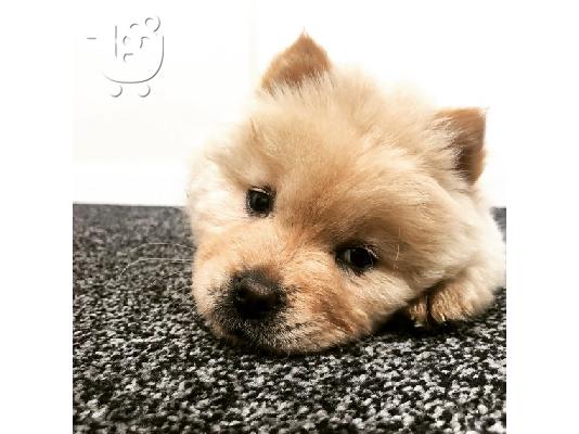 PoulaTo: Chow Chow Pup προς πώληση
