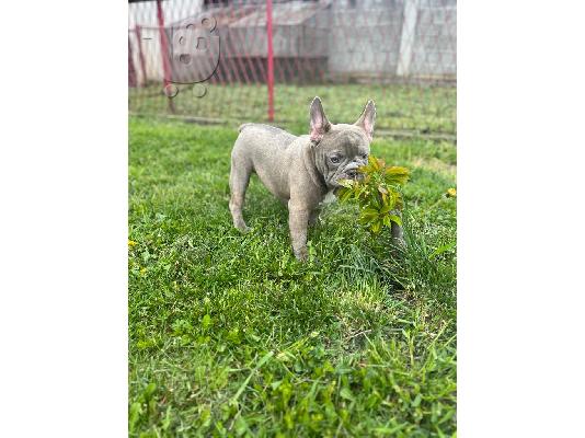 Αμερικανικό Pitbull Terrier και Εξωτικό Γαλλικό Μπουλντόγκ κουτάβια προς πώληση...