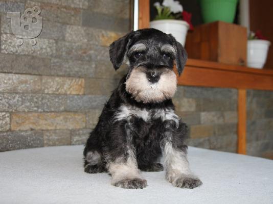 Μινιατούρα Schnauzer ΟΜΟΡΦΑ κουταβάκια