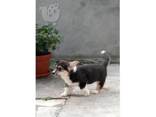 Pembroke Welsh Corgi ΚΟΡΥΦΑΙΑ κουτάβια