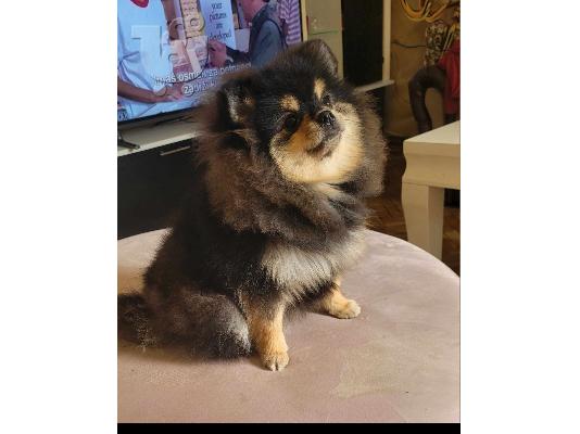 Pomeranian BOO Κουτάβια TOP Class