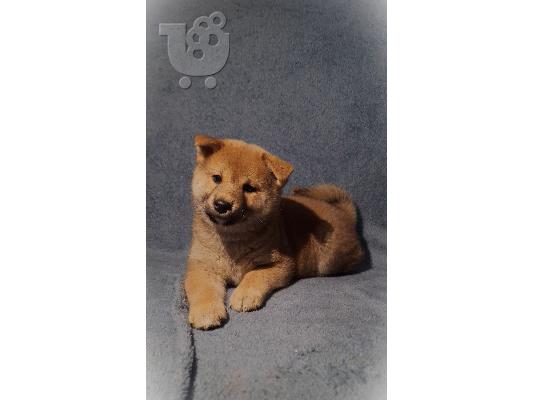 Shiba Inu κουτάβια προς πώληση