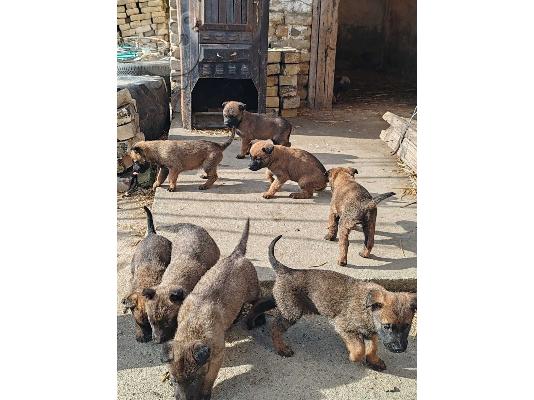 PoulaTo: Κουτάβια Βελγικού Ποιμενικού Malinois