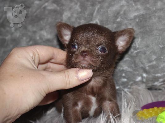 PoulaTo: AKC Chihuahua Puppies