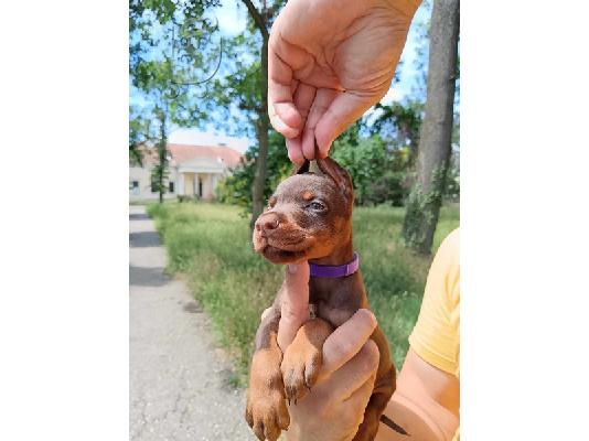 Κουτάβια Doberman μαύρο και καφέ