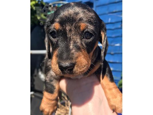 PoulaTo: Χριστούγεννα Dachshund