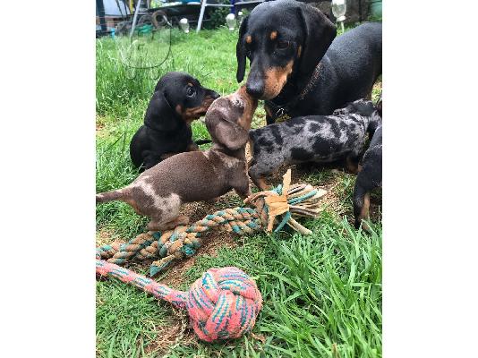 Χριστούγεννα Dachshund