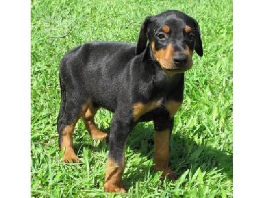 PoulaTo: Αρχική κουτάβια φυλής doberman
